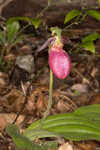 Pink lady's slipper <BR>Moccasin flower